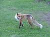 Yellowstone - Volpe - Fox