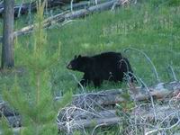 ORSO